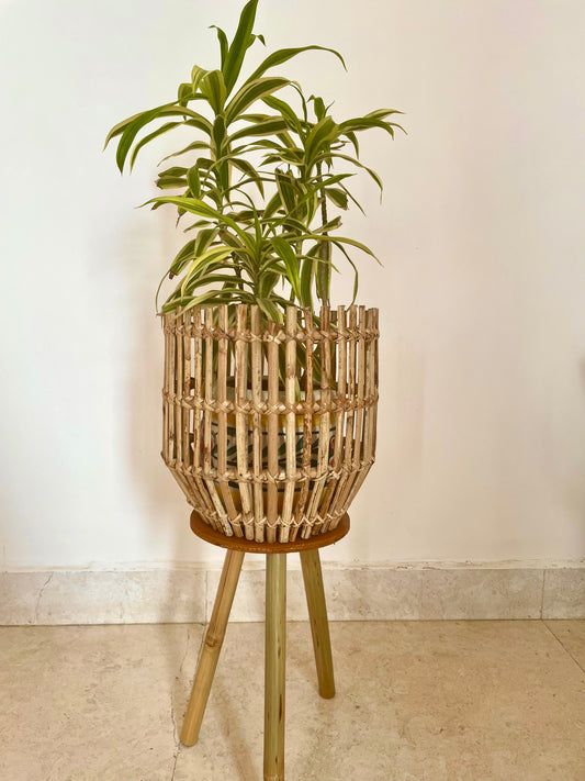 Cane Plant Case with stand