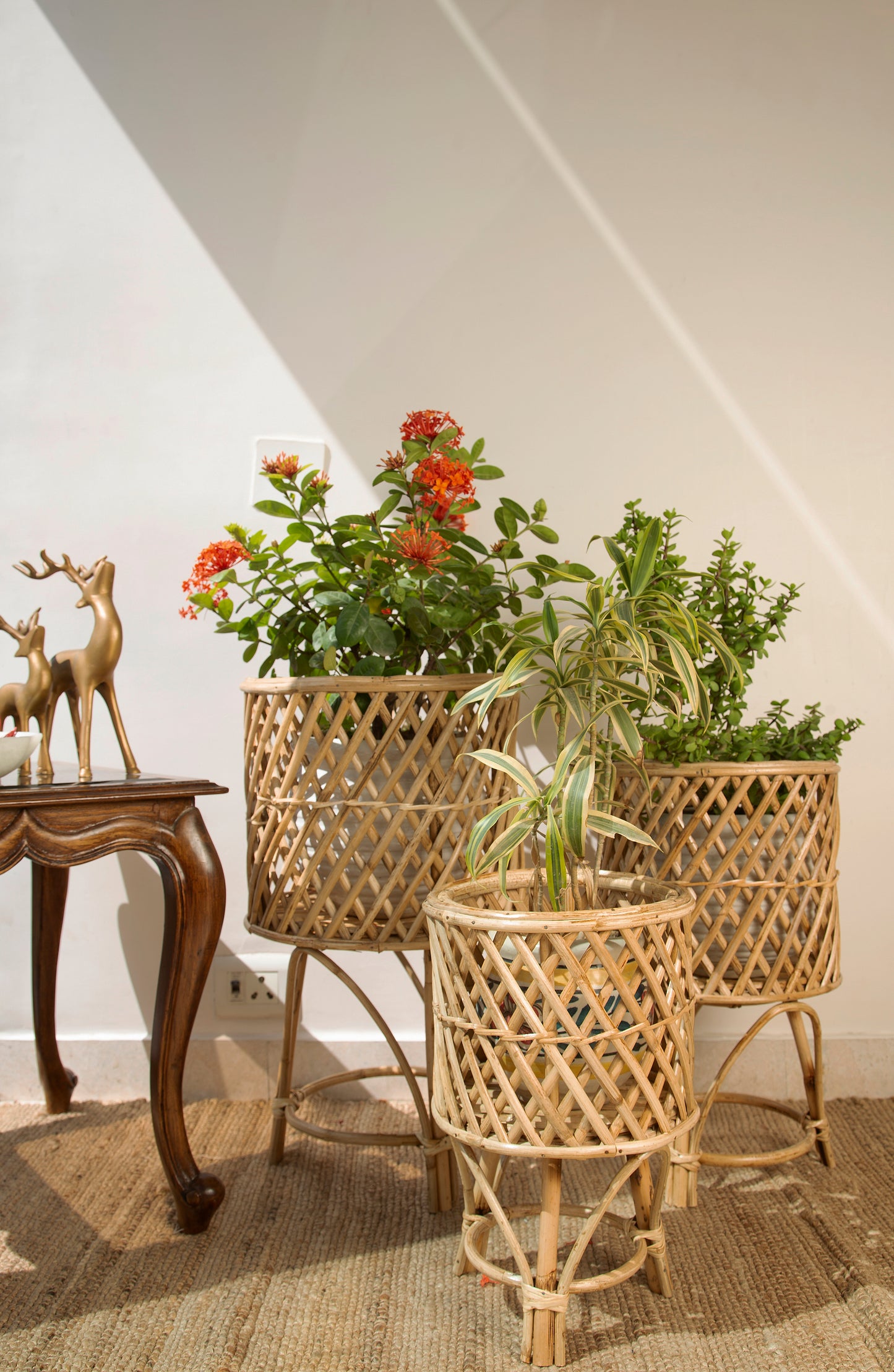 Cane Planter