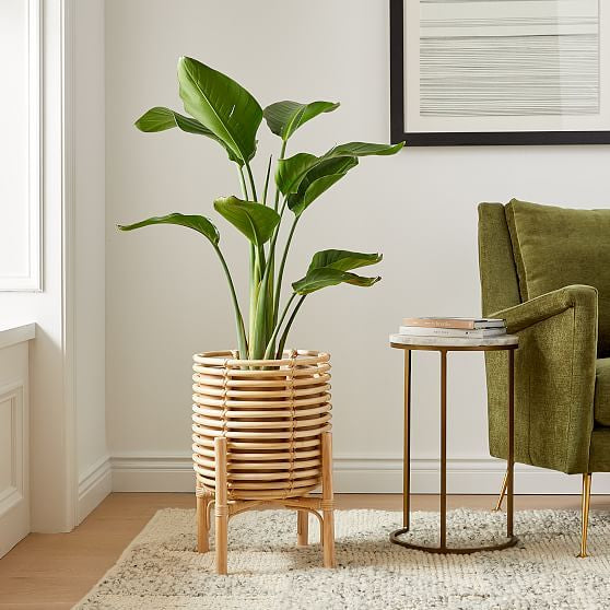 Cane Planter with stand